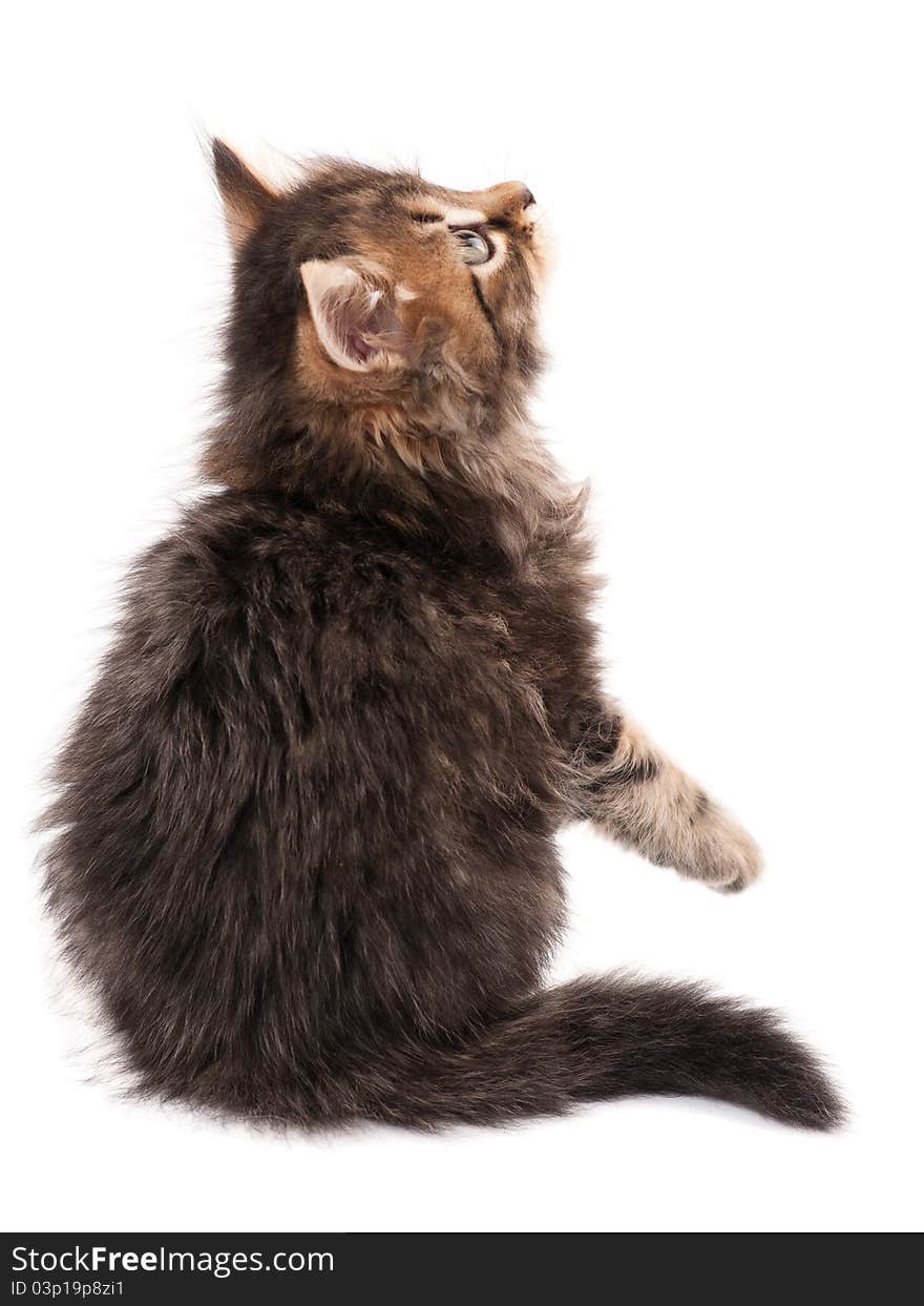 Cute little Siberian kitten isolated on white background. Cute little Siberian kitten isolated on white background