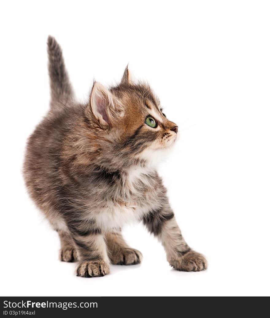 Cute little Siberian kitten isolated on white background. Cute little Siberian kitten isolated on white background