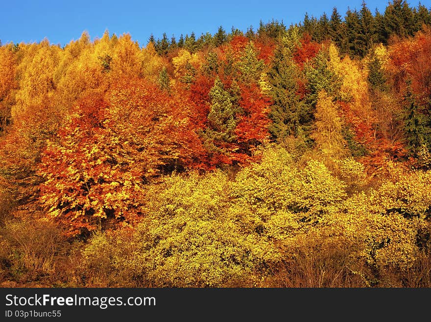 Autumn forest in full colors with blue sky. Autumn forest in full colors with blue sky