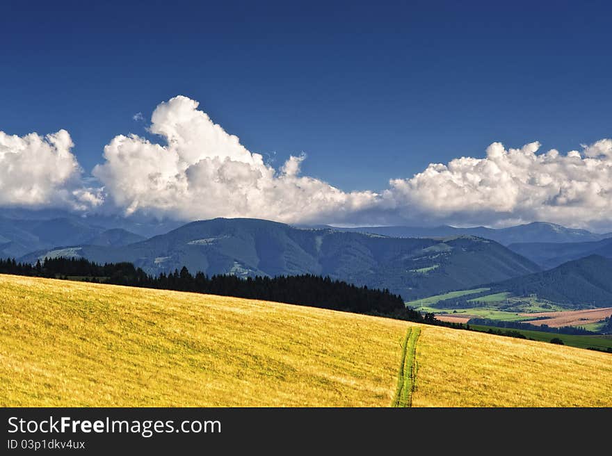 Meadows in summer