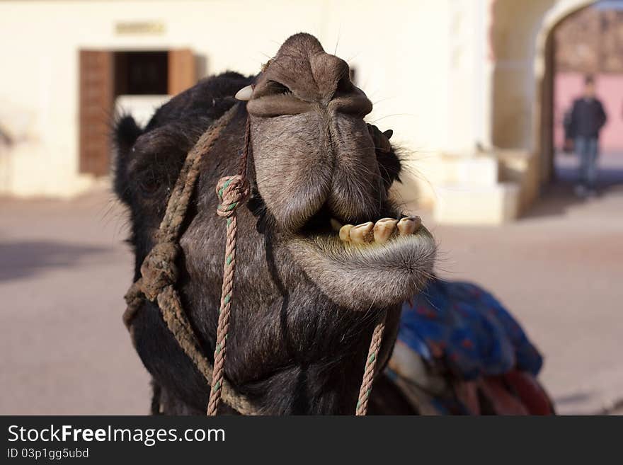 Camel in Fort Amber, India