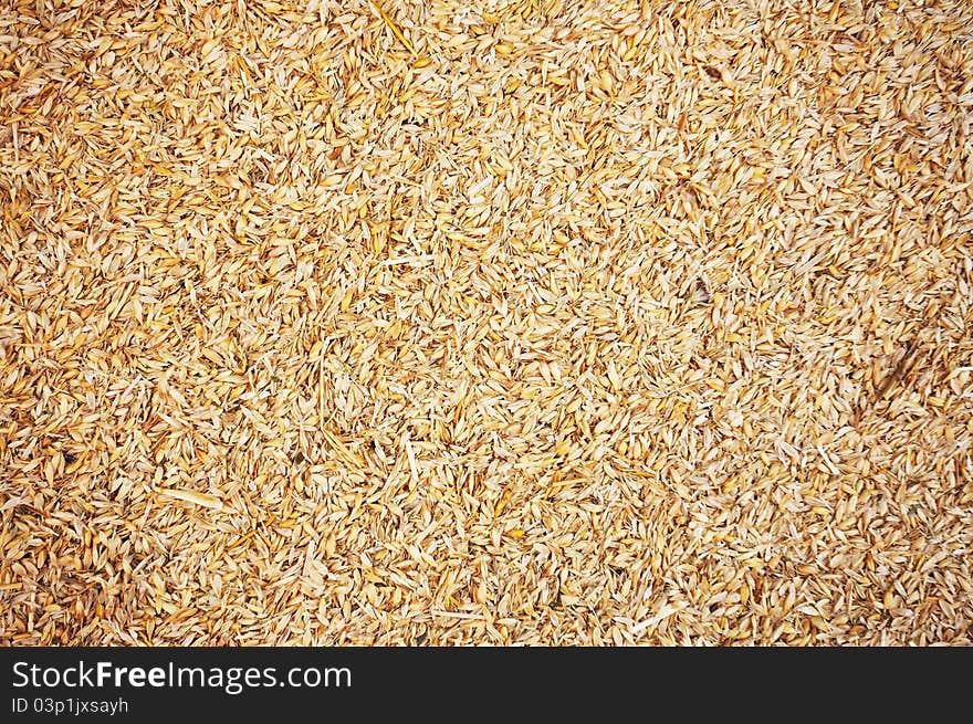 Natural Wheat Grains background, closeup