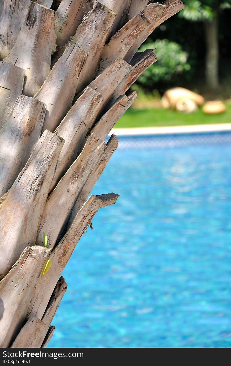 Palm tree and swimming pool