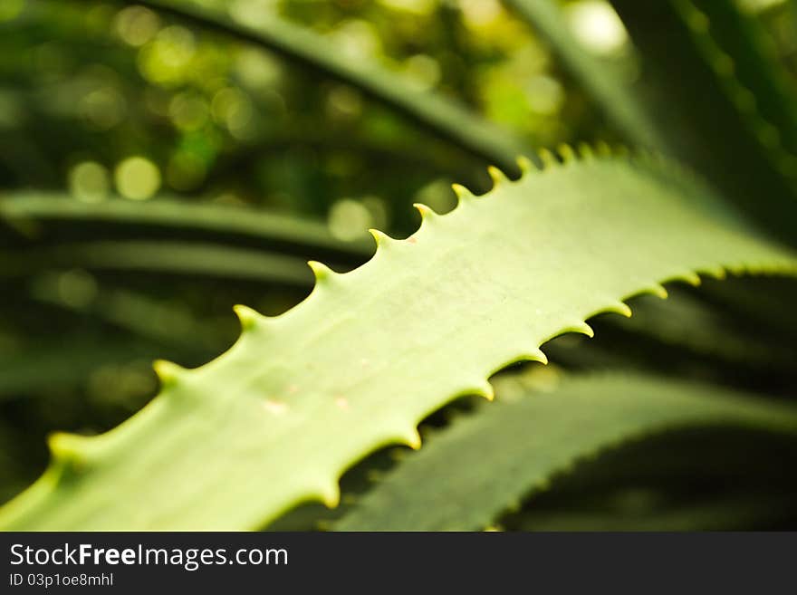 A green plant of Aloe in macro. A green plant of Aloe in macro.