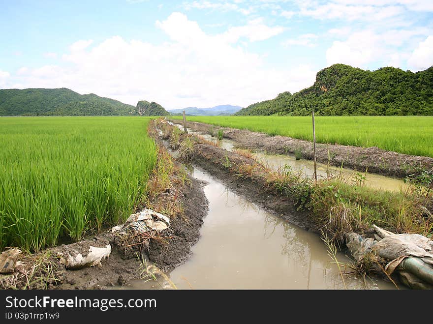 Rice terrace and mountains on sky. Rice terrace and mountains on sky