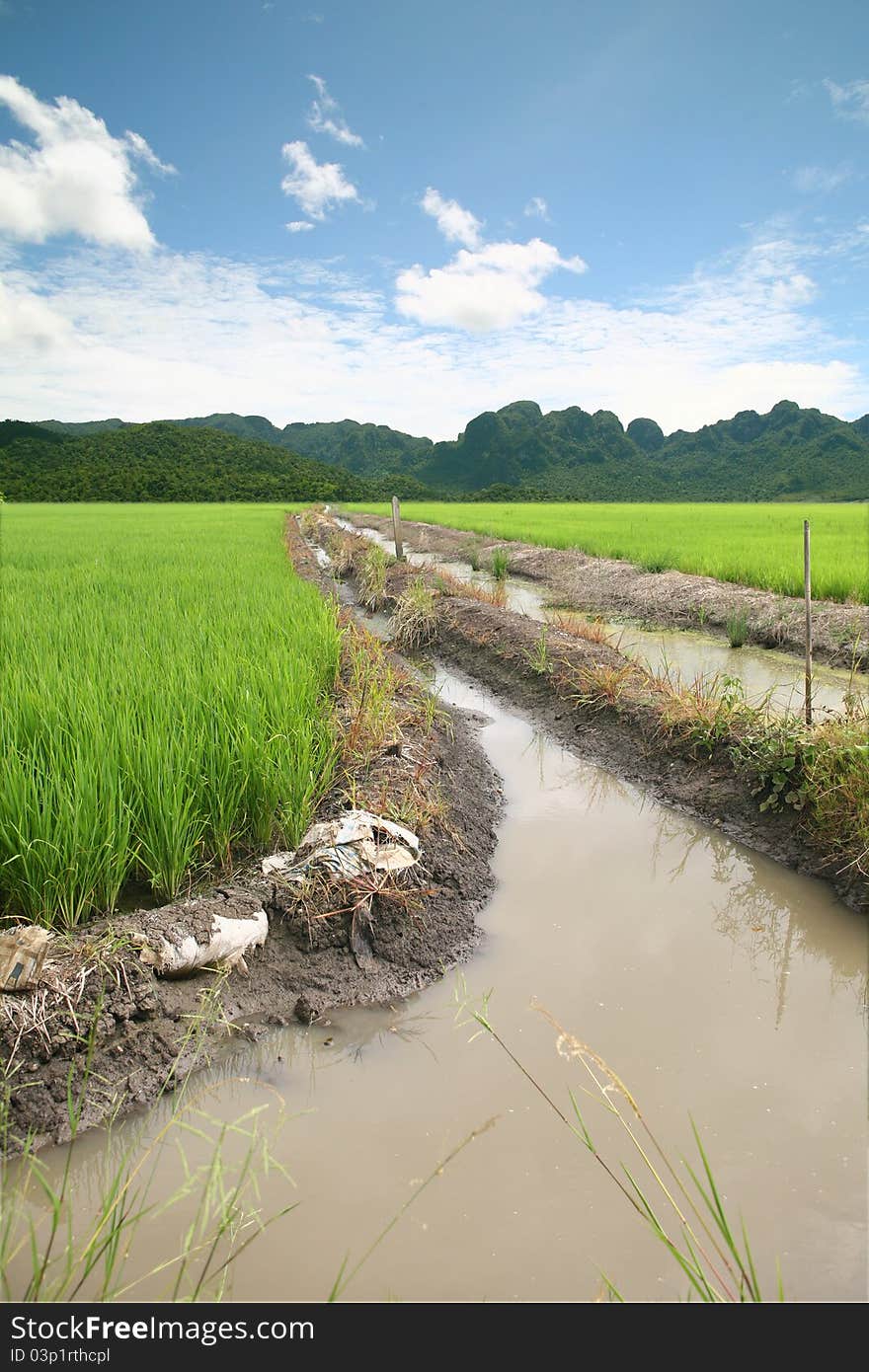 Rice terrace and mountains on sky. Rice terrace and mountains on sky