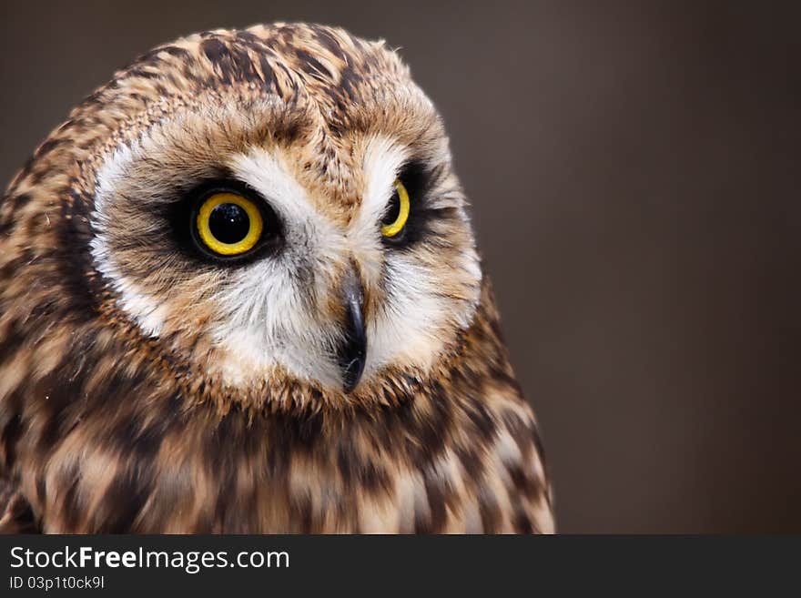 Beautiful Short-eared Owl Perching