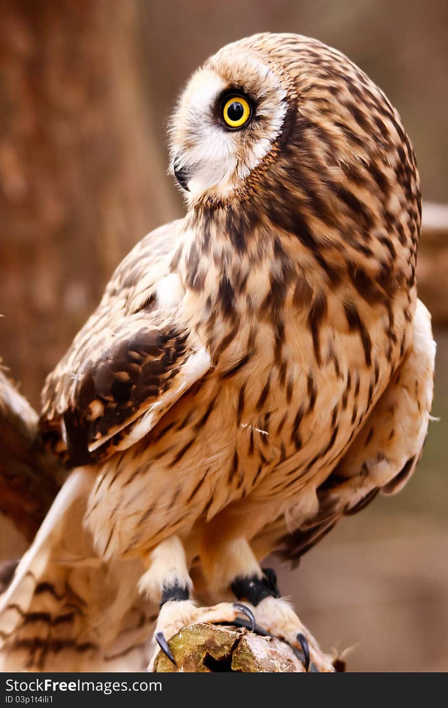 Short-eared Owl Perching