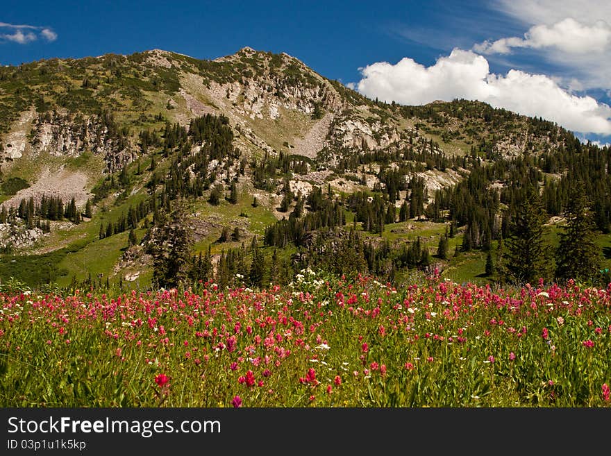 Albion Basin Landscape