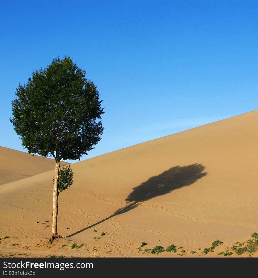 Lonely Tree