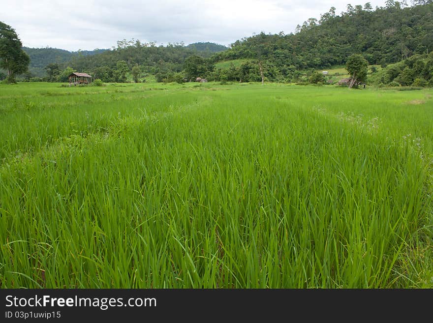 Rice Field