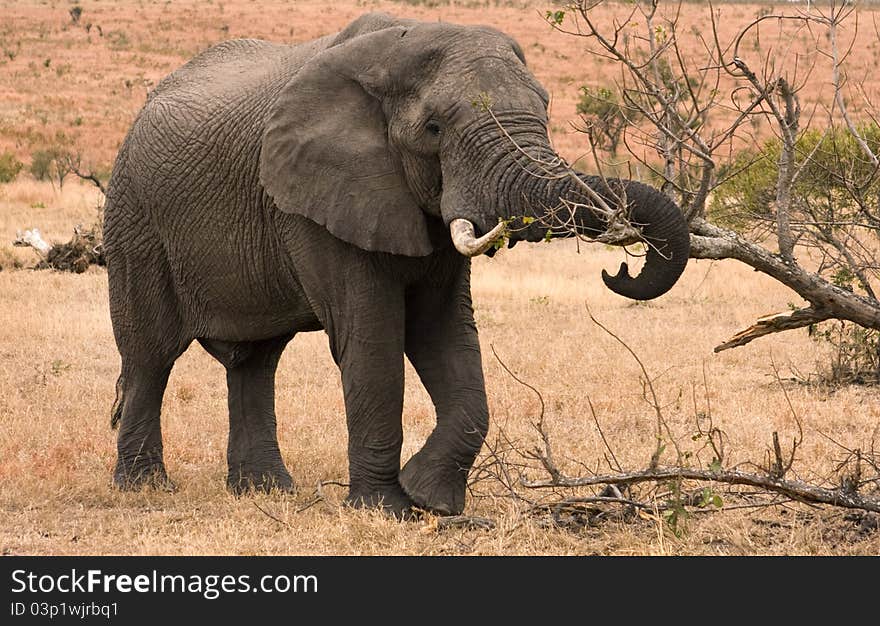 Wild elephant in habitat eating bark from a tree