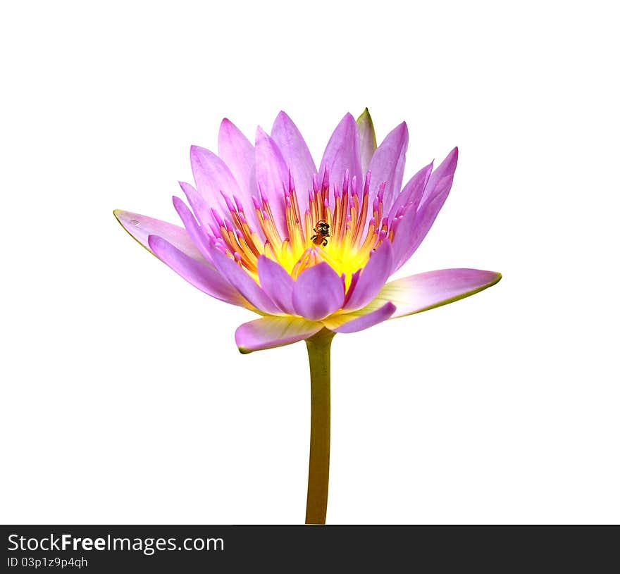 Close up of water lily