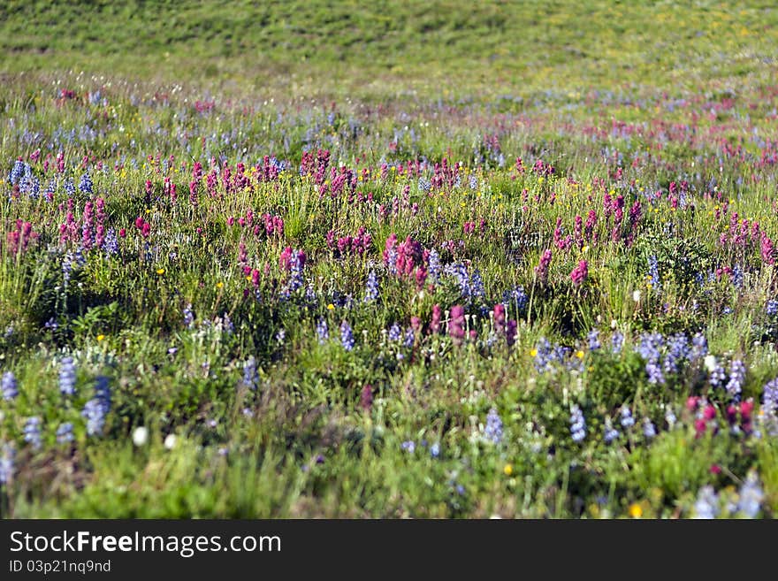 Flower bloomed field in Mt. Rainier National Park, Washington. Flower bloomed field in Mt. Rainier National Park, Washington