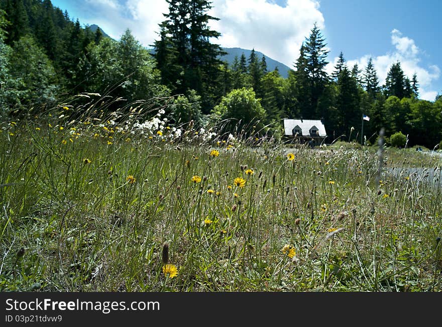 Flower Field And Cabin