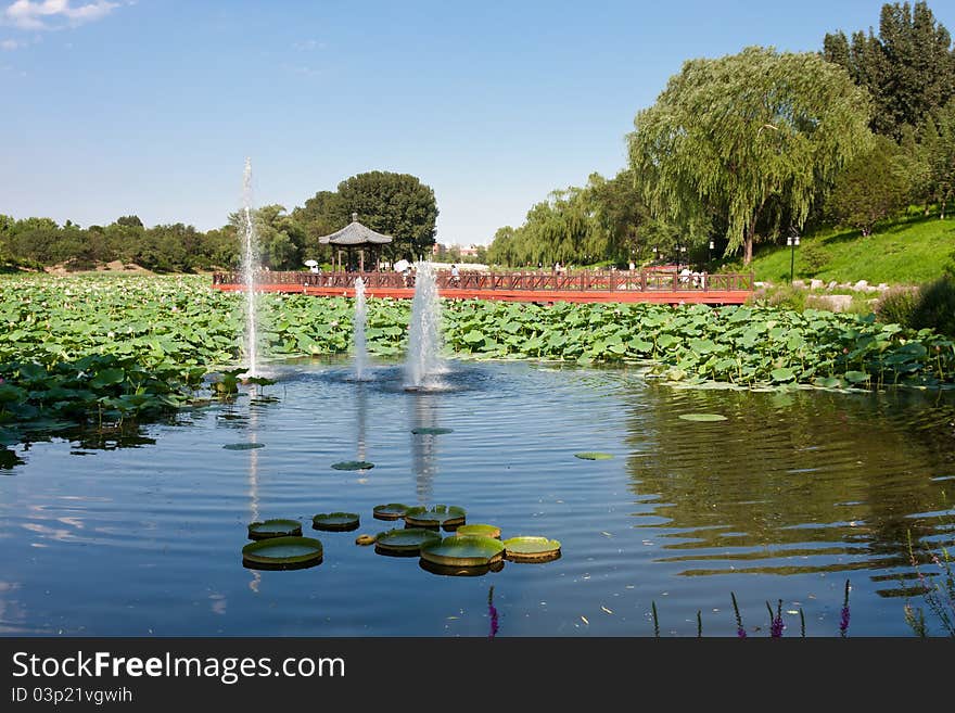 Exquisite Chinese Garden, lotus pond