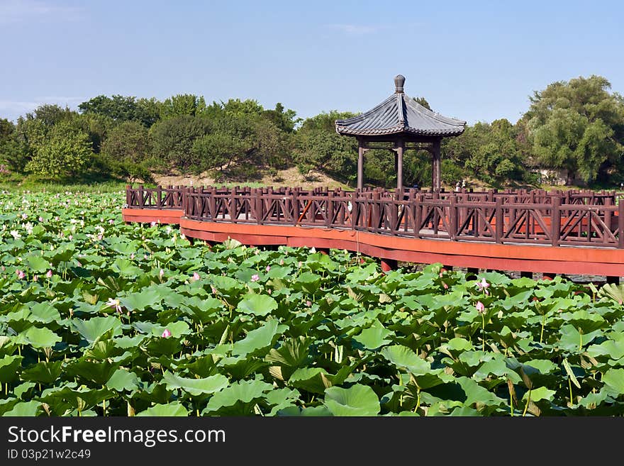 Exquisite Chinese Garden, lotus pond