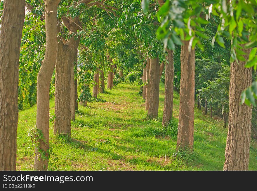 Through the trees on bolh sides