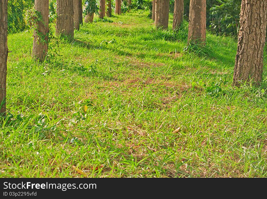 Through the trees