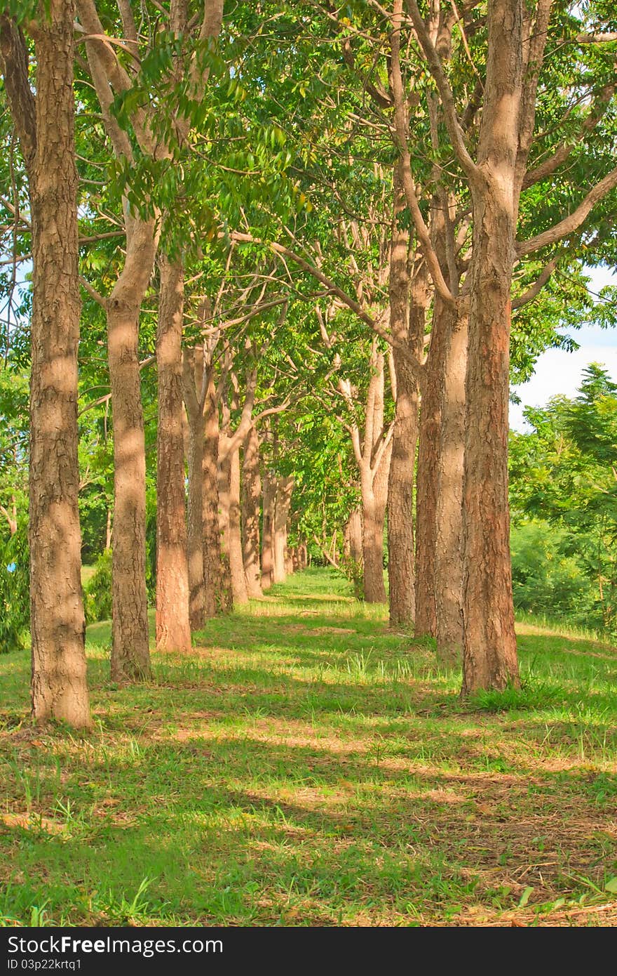 Through the trees