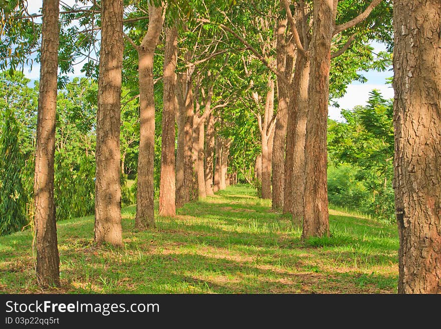 Through the trees