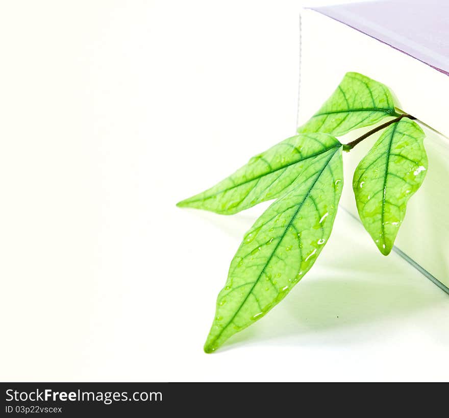 A wet green leaf with a book idea for nature background. A wet green leaf with a book idea for nature background.