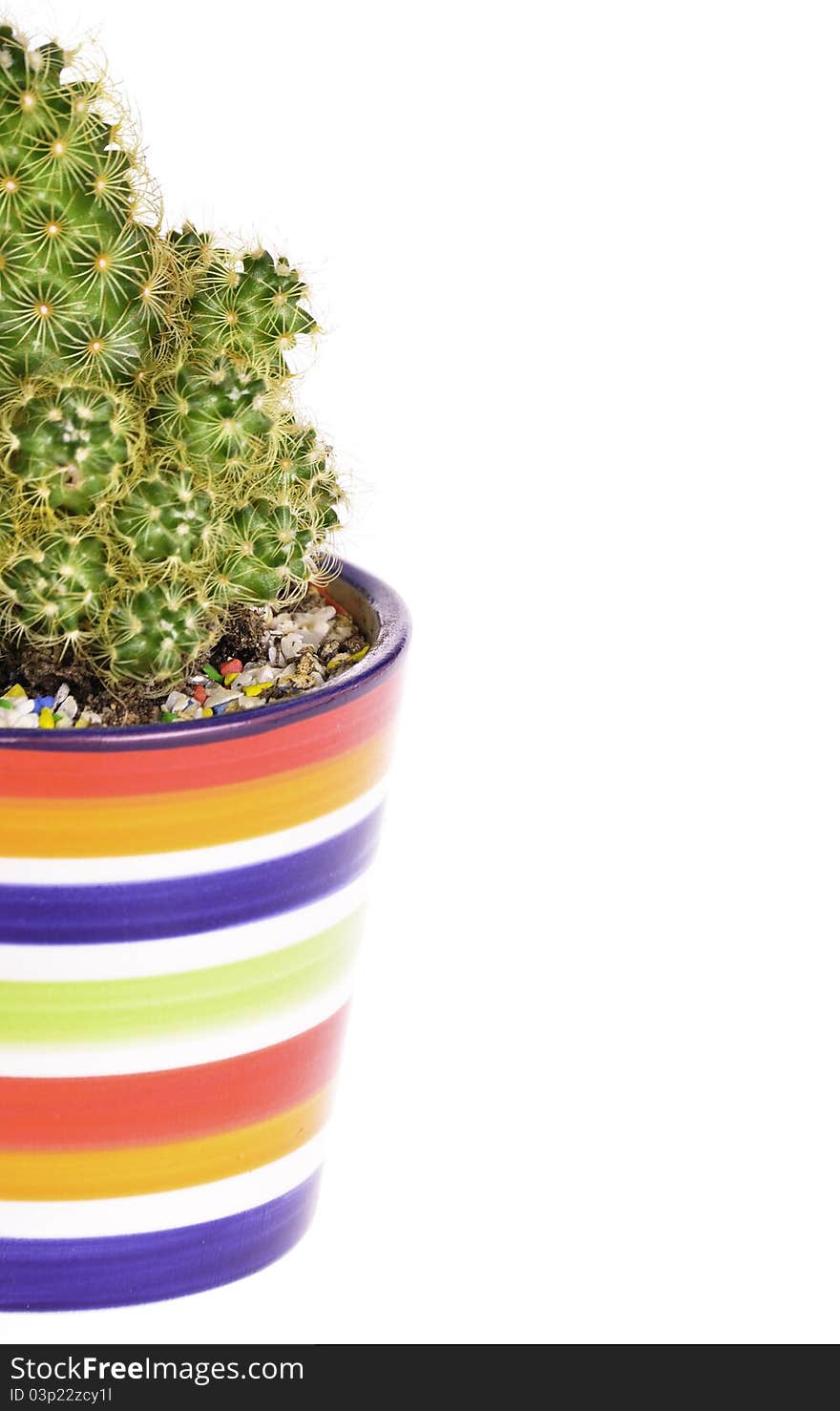 Cactus in rainbow Pot