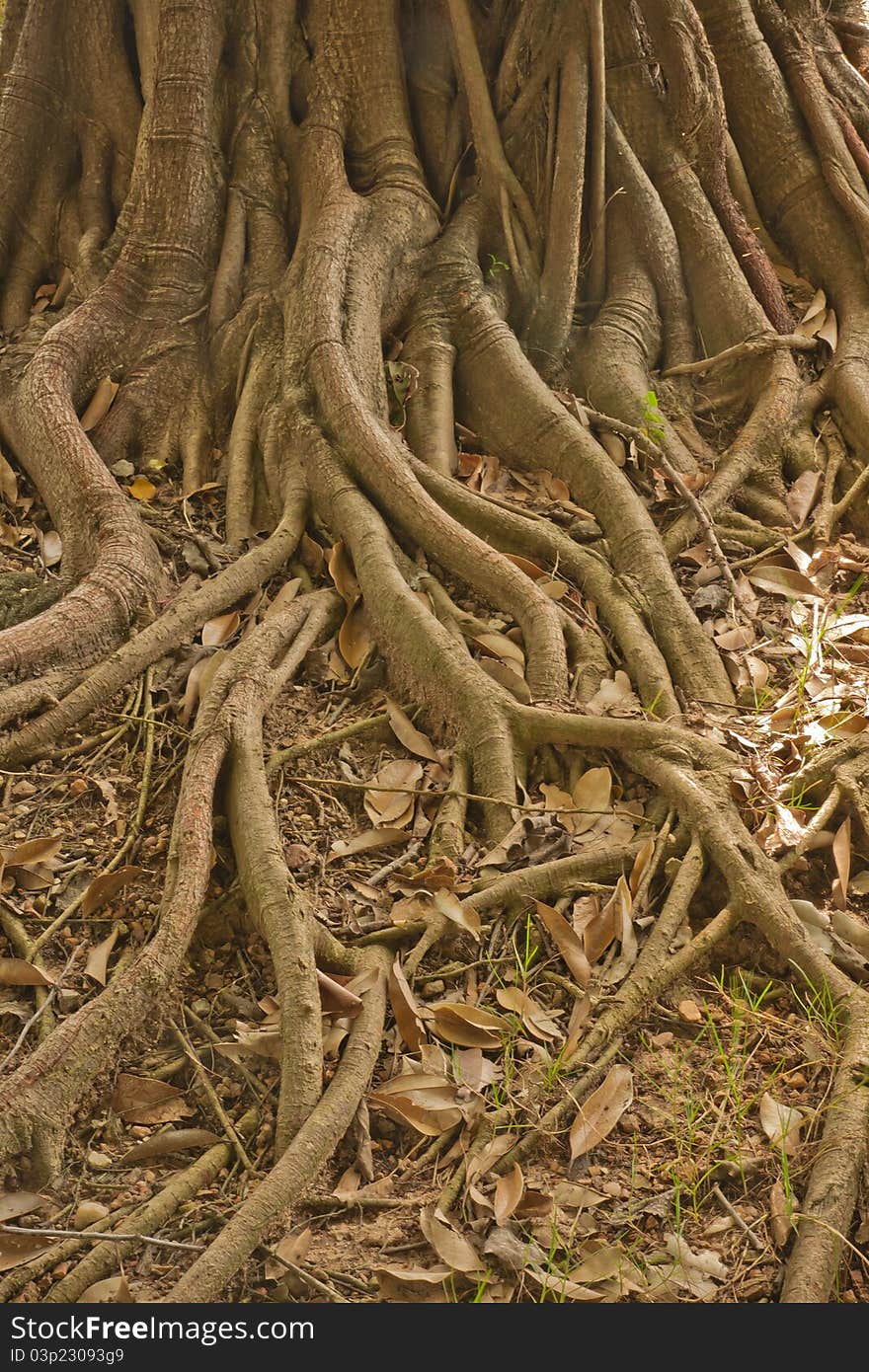 Ground roots of a tree in tropical forest. Ground roots of a tree in tropical forest