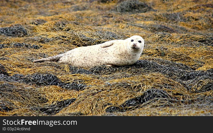 Grey Seal.