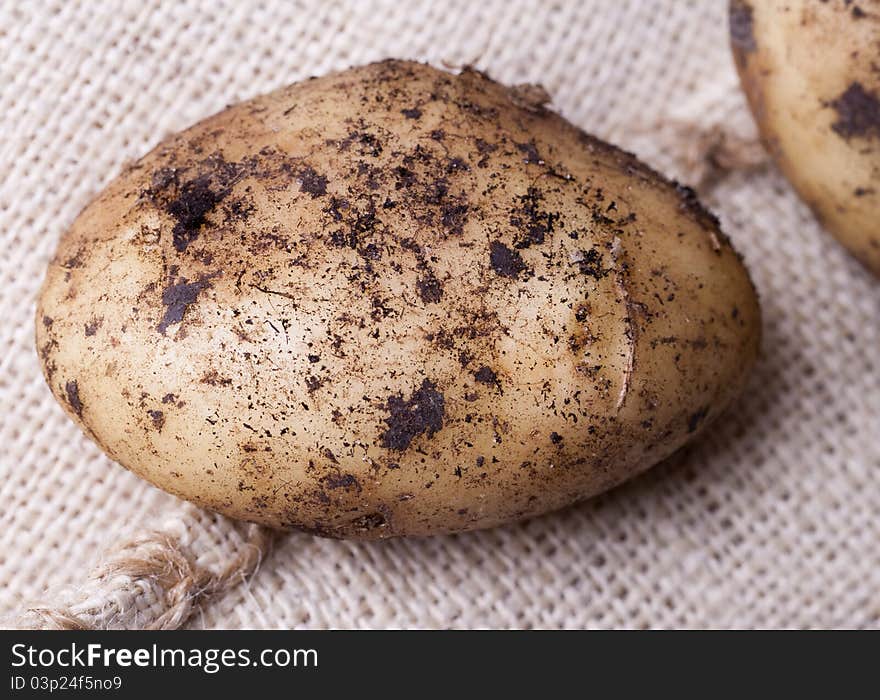 Dug potatoes in the ground on sackcloth