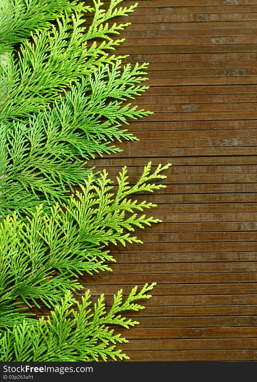 Branches of a fir-tree on woden