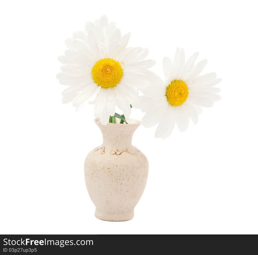 Daisy in a vase on a white background