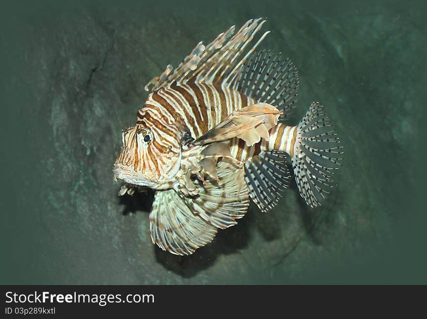 Zebra fish