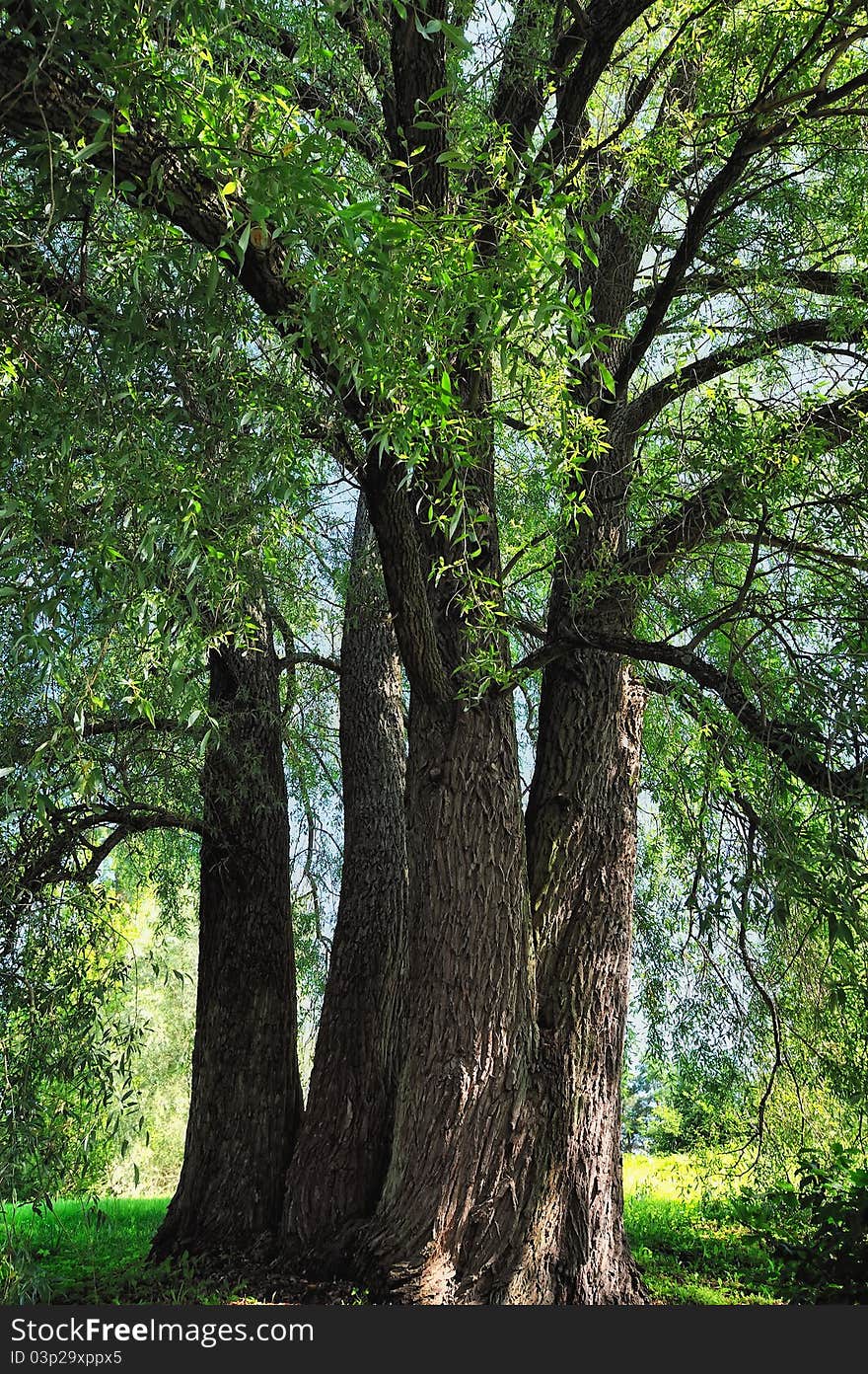 Powerful trunks of trees on the field in the forest