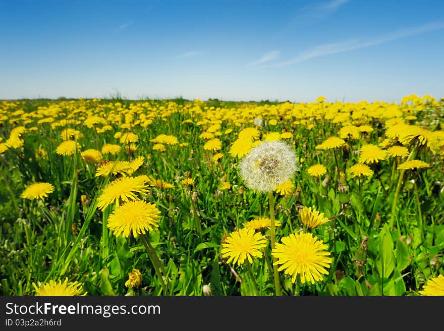 Boundless field of yellow dandelions on the horizon of sky. Boundless field of yellow dandelions on the horizon of sky