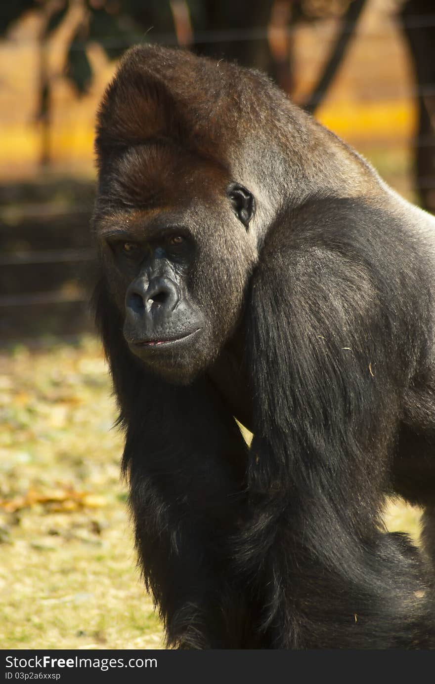 Close-up of a captured gorilla in a zoo environment. Close-up of a captured gorilla in a zoo environment