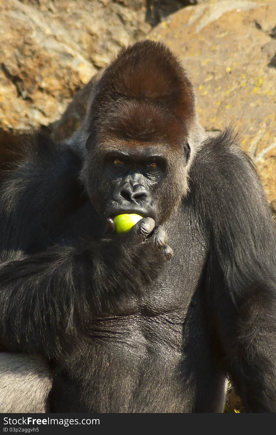 Close-up of gorilla eating an apple