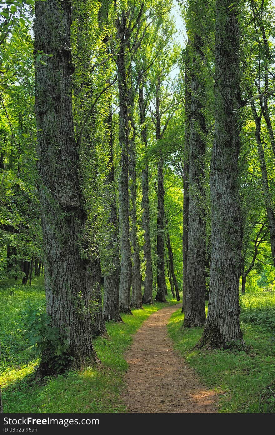 Shadowy alley in the park in summer