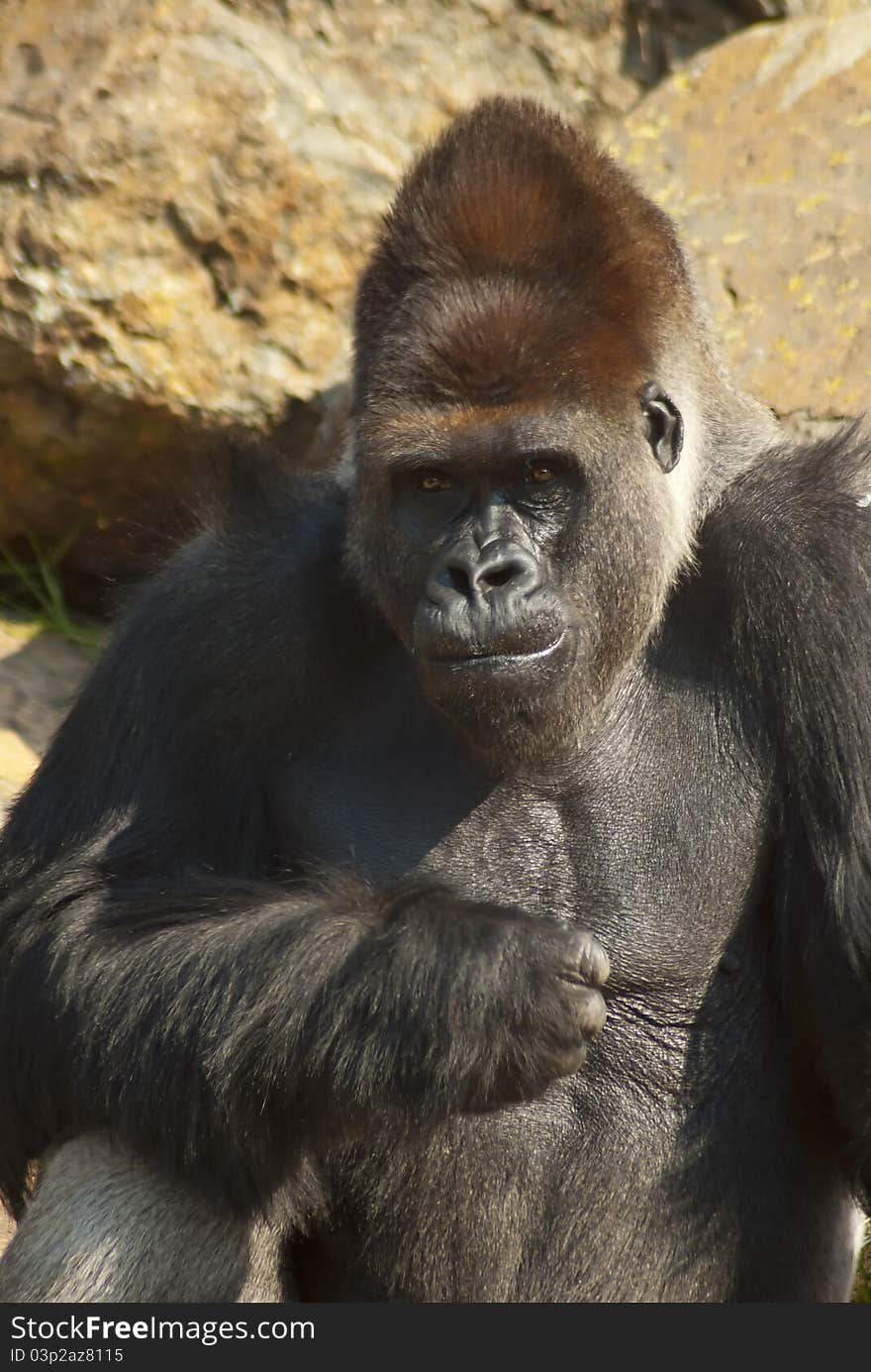 Close-up of a captured gorilla in a zoo environment. Close-up of a captured gorilla in a zoo environment