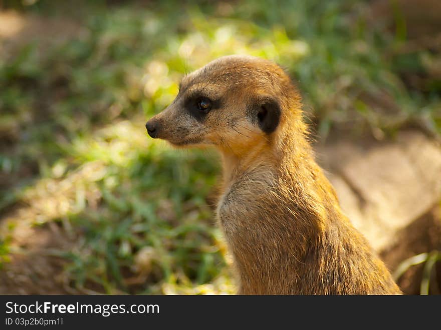 Close-up of meerkat with graas in the background