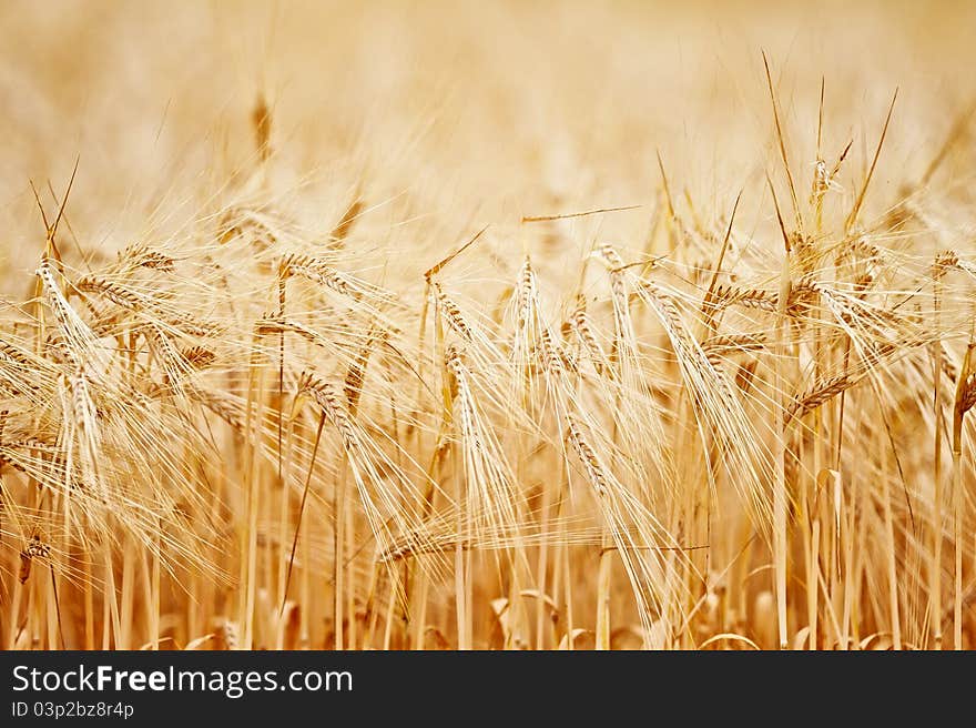 Yellow ears of wheat growing in a field. Yellow ears of wheat growing in a field