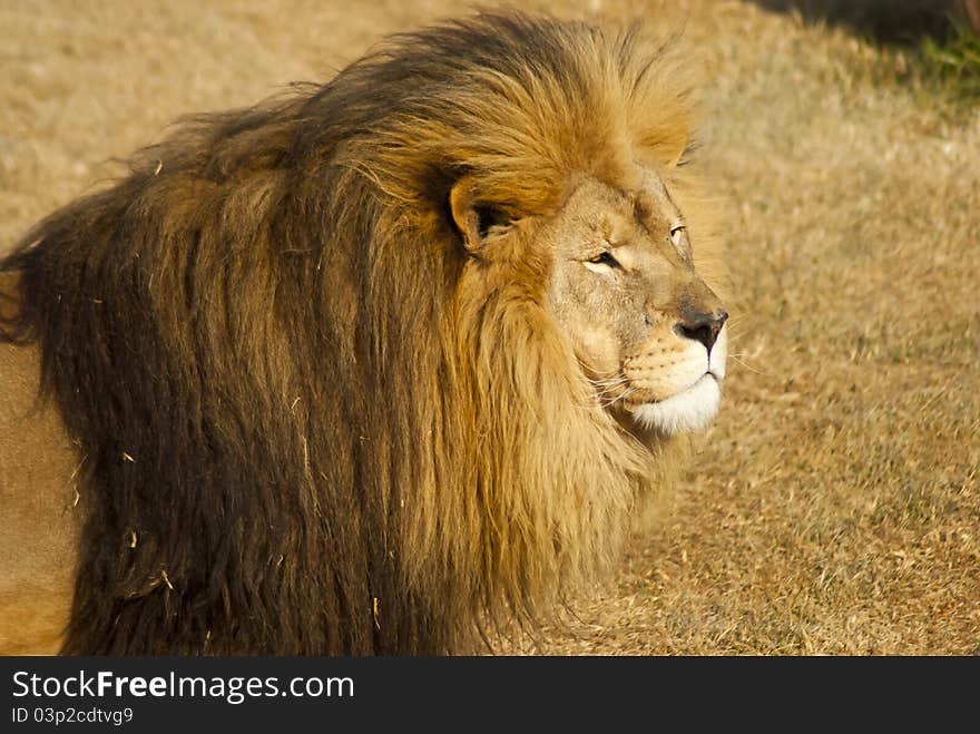 Male lion looking intently