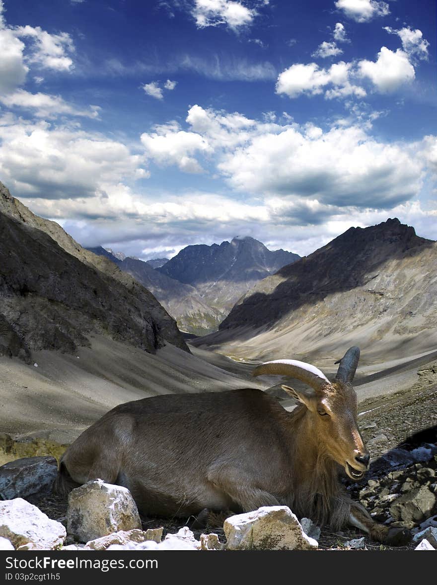 Mountain goat on a background of mountains