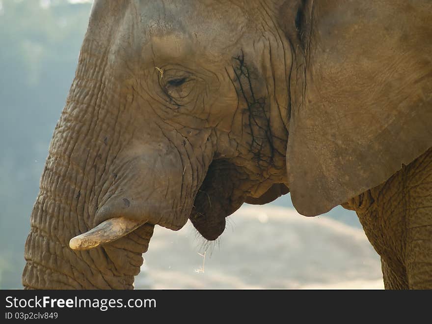 Close-up shot of an elephant s face