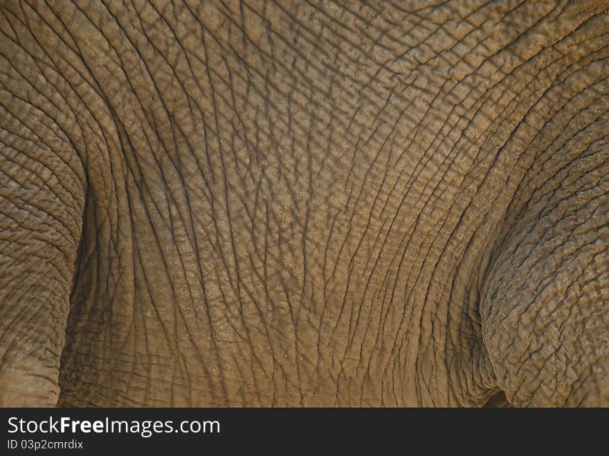 Close-up of an elephant's body. Parts of the legs are visible, with lots of textures on the body