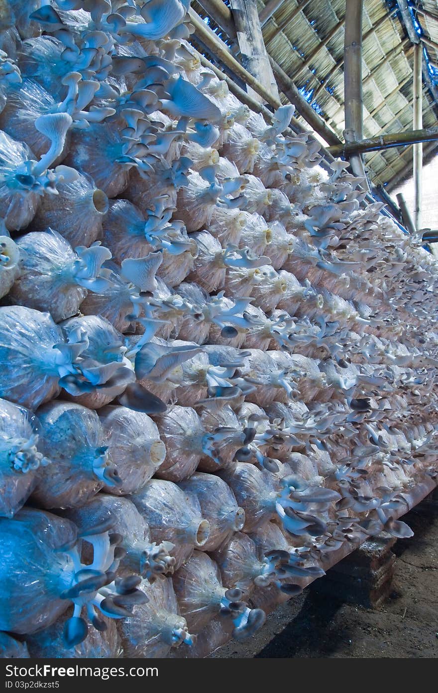 Mushroom farm in countryside Thailand