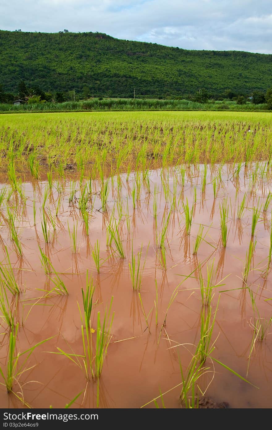 Paddy and the rice seedlings