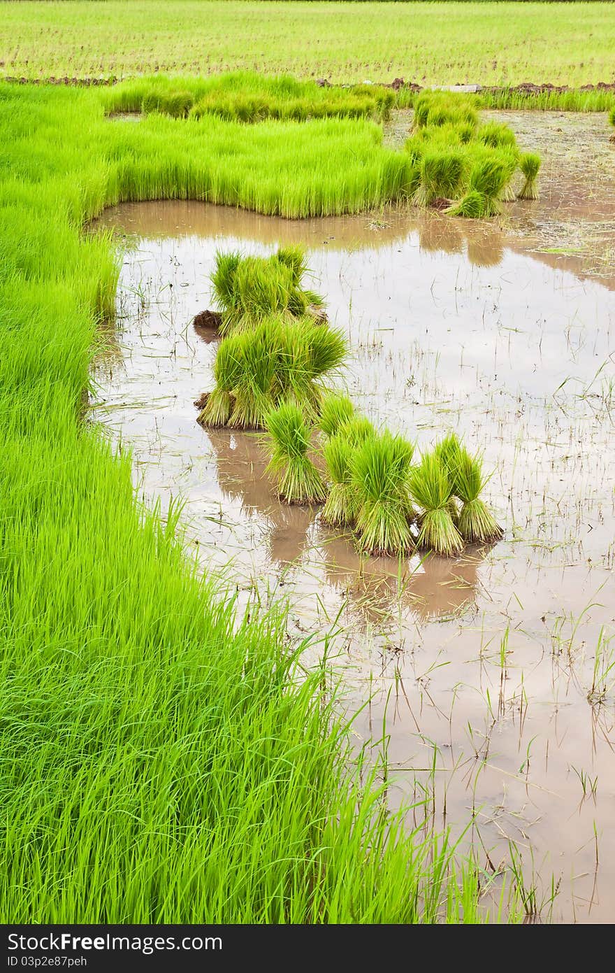 Paddy rice in field