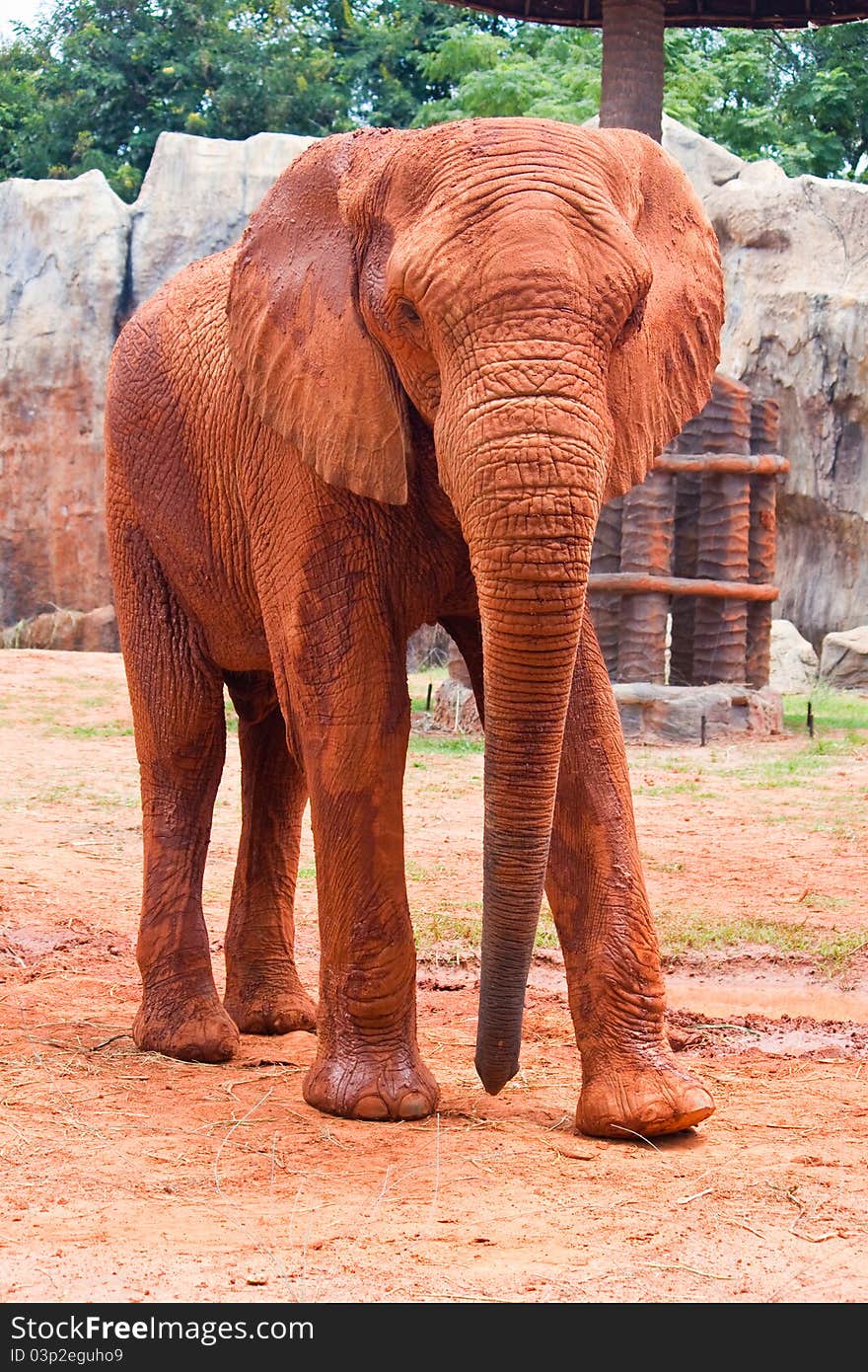 African elephant