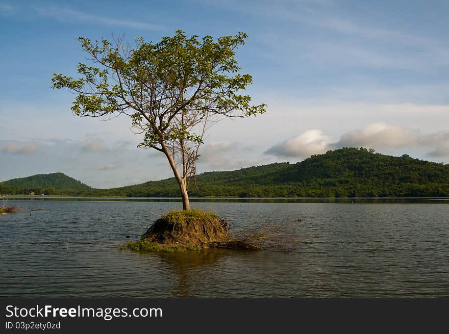 Trees On The Water